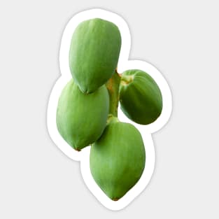 Ripening Mangoes Sticker